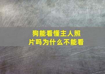 狗能看懂主人照片吗为什么不能看