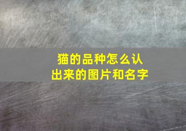 猫的品种怎么认出来的图片和名字