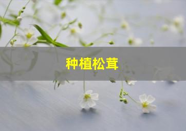 种植松茸