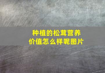 种植的松茸营养价值怎么样呢图片