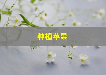 种植苹果