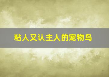 粘人又认主人的宠物鸟