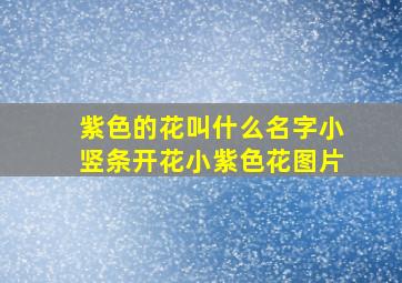 紫色的花叫什么名字小竖条开花小紫色花图片