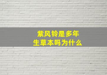 紫风铃是多年生草本吗为什么