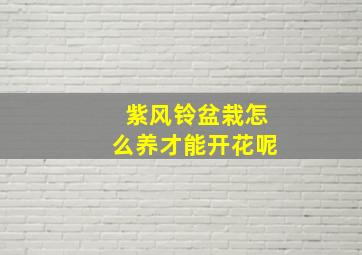 紫风铃盆栽怎么养才能开花呢