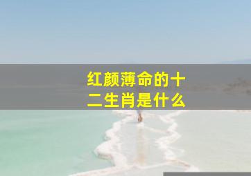 红颜薄命的十二生肖是什么