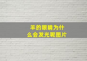 羊的眼睛为什么会发光呢图片