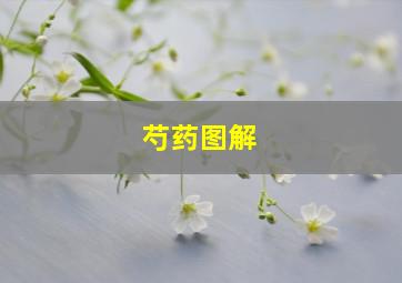 芍药图解