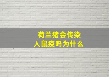 荷兰猪会传染人鼠疫吗为什么