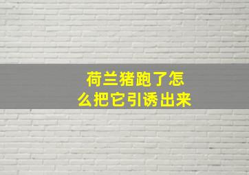 荷兰猪跑了怎么把它引诱出来