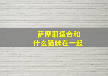 萨摩耶适合和什么猫咪在一起