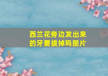 西兰花旁边发出来的牙要拔掉吗图片