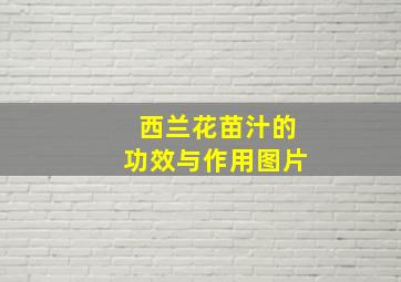 西兰花苗汁的功效与作用图片