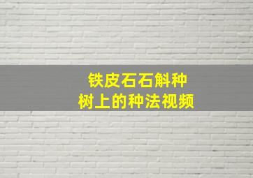 铁皮石石斛种树上的种法视频