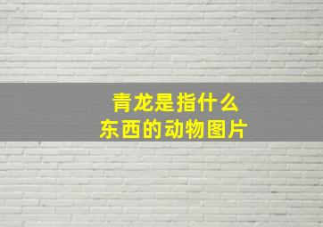 青龙是指什么东西的动物图片