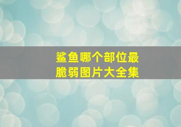 鲨鱼哪个部位最脆弱图片大全集