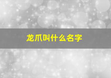 龙爪叫什么名字